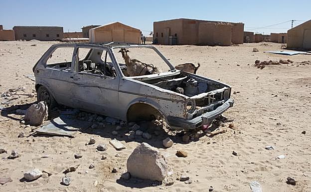 Cabras merodean en el interior de un coche abandonado. 
