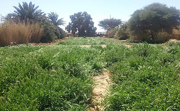 Malas hierbas en el huerto comunitario de Smara, uno de los cinco campamentos de refugiados en la provincia argelina de Tinduf, que se mantiene con «semillas malas». 