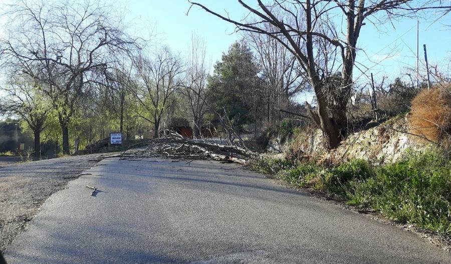 Caída de un árbol en Bullas