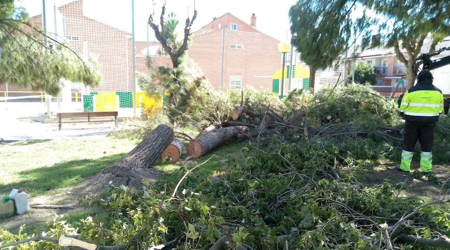 Caída de un árbol en Aljucer