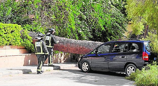 El pino centenario, de veinte metros de largo, caído en la plaza de El Rollo de Jumilla sobre un coche.