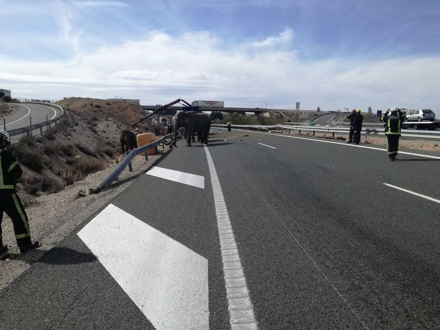 La A-30 quedó cortada este lunes a su paso por la localidad albaceteña de Pozo Cañada, en sentido Murcia, debido al accidente de un camión que ha provocado que los elefantes que transportaba hayan quedado sueltos por la carretera.