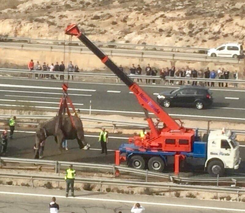 La A-30 quedó cortada este lunes a su paso por la localidad albaceteña de Pozo Cañada, en sentido Murcia, debido al accidente de un camión que ha provocado que los elefantes que transportaba hayan quedado sueltos por la carretera.