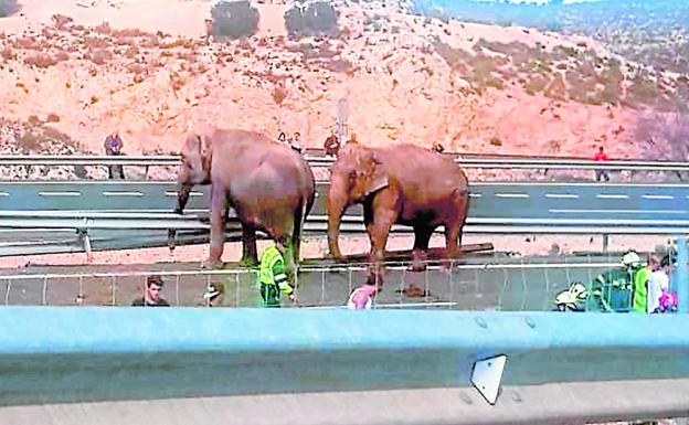 Dos de los elefantes accidentados andan desorientados por la autovía.