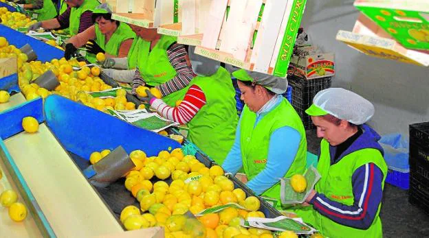 Las empleadas de la planta de Diali, en Beniel, en pleno proceso de envasado del limón.