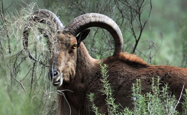 Macho de arruí en Sierra Espuña.