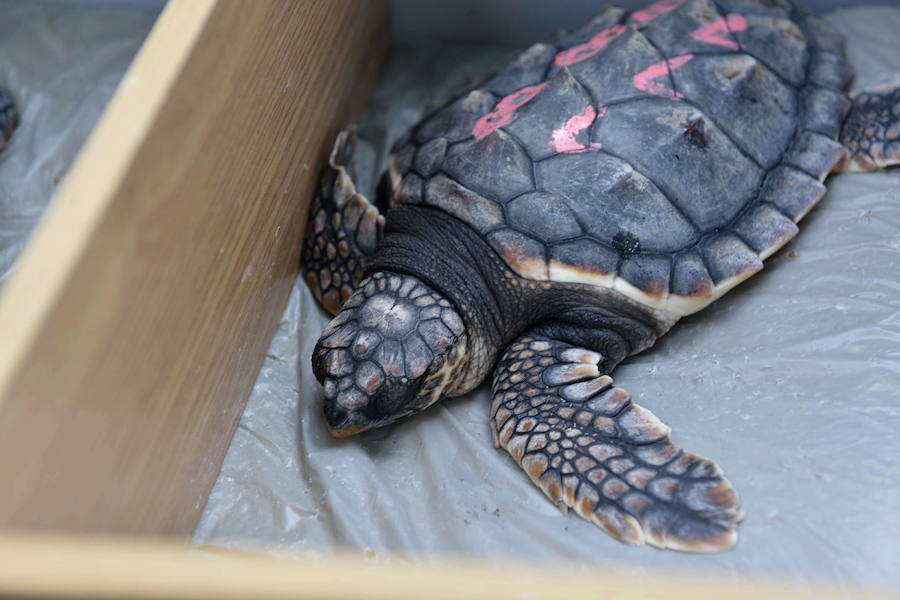 Liberación de ejemplares juveniles de 'Caretta caretta' en San Juan de los Terreros en octubre de 2016