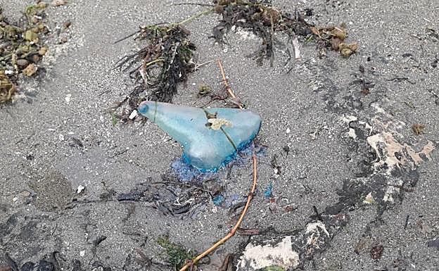 'Carabela portuguesa' avistada en Águilas.