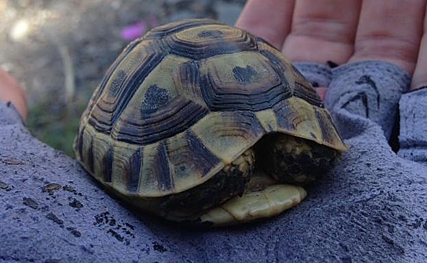 Una tortuga mora, en la Sierra de Almenara. 