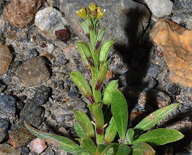 'Notoceras bicorne'. 