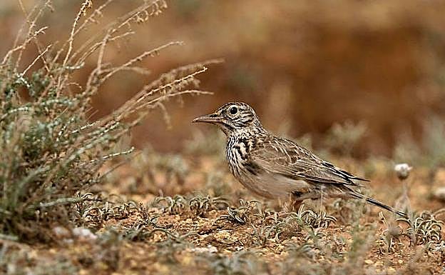 Ejemplar de alondra ricotí o de Dupont.