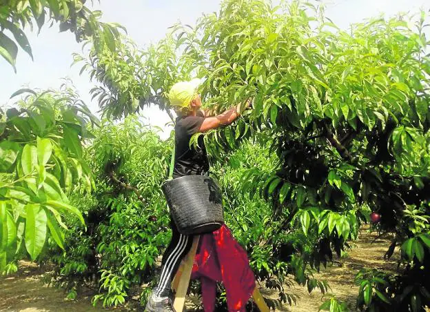 Un trabajador, ayer, recolecta melocotón en una finca de Cieza.