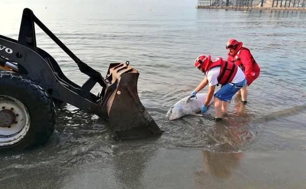 Retirada del cadáver del animal.