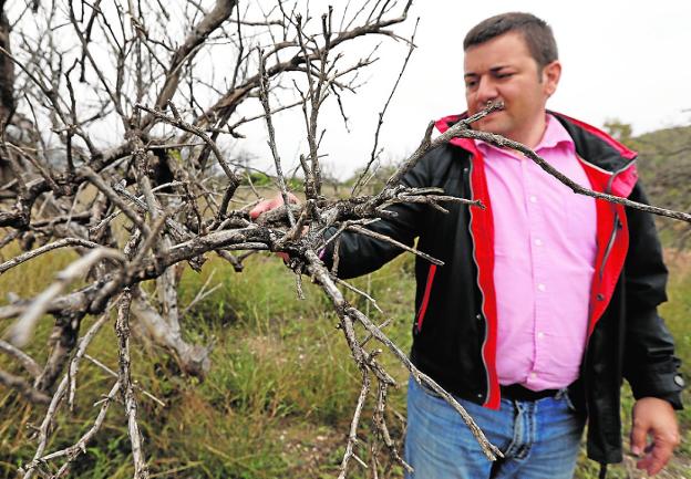 Martín Jíménez, presidente de la Cooperativa la Vega de Pliego, repasando el estado de un árbol sin producción en un minifundio abandonado en la zona de la huerta alta.