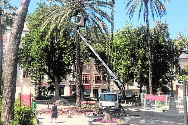 Una mujer pasa junto a una brigada que poda una palmera, este mes, en la plaza de la Merced. 