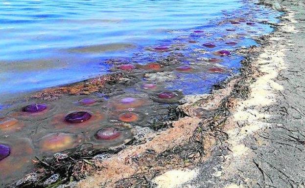 Medusas en una playa del Mar Menor.