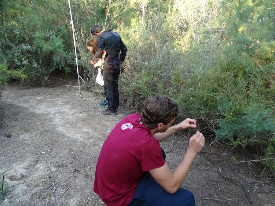ANSE marca en Murcia con radioemisores tres ejemplares de esta pequeña ave migratoria, una de las especies menos conocidas de la península