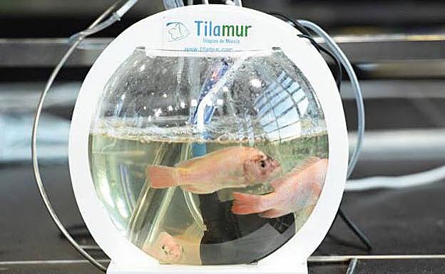 Nuevo sistema acuapónico desarrollado por Tilamur, para cultivar a pequeña escala.