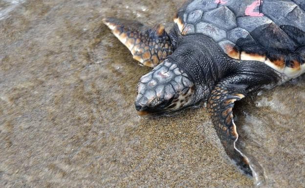 Tortuga boba liberada en San Juan de los Terreros (en Pulpí, Almería, junto al paisaje protegido de Cuatro Calas, en Águilas), en octubre de 2016.