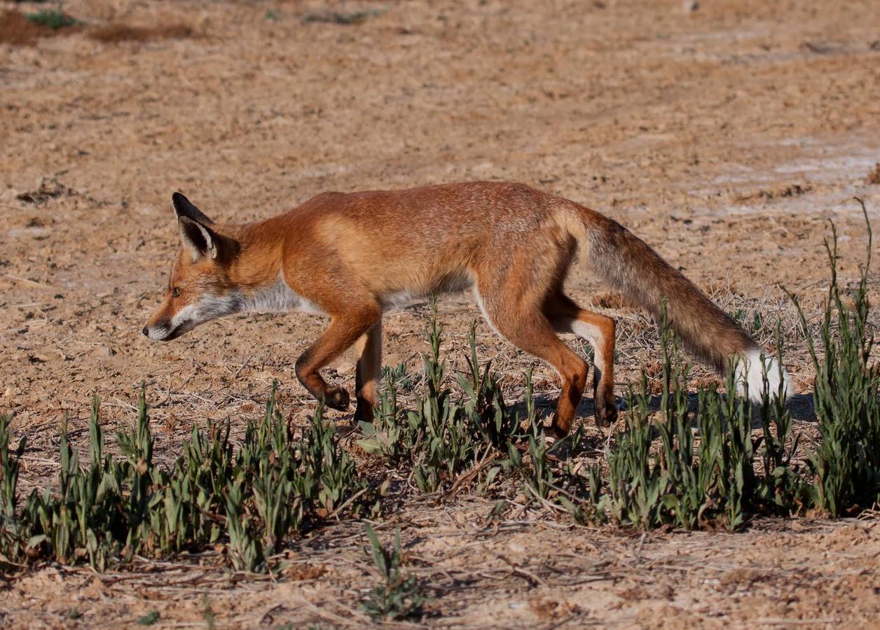 El fotógrafo Eduardo Cortils documenta la abundante fauna que vive de forma discreta junto a las ciudades