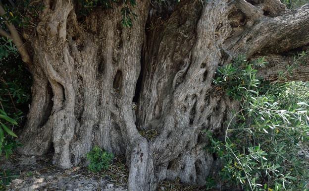 Impresionante tronco de la olivera de la Casa del Toro, paso de caminantes.