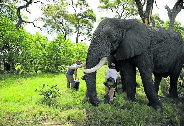 Campana trabaja en la fabricación y adaptación de la prótesis del elefante 'Jabu', en Botsuana.