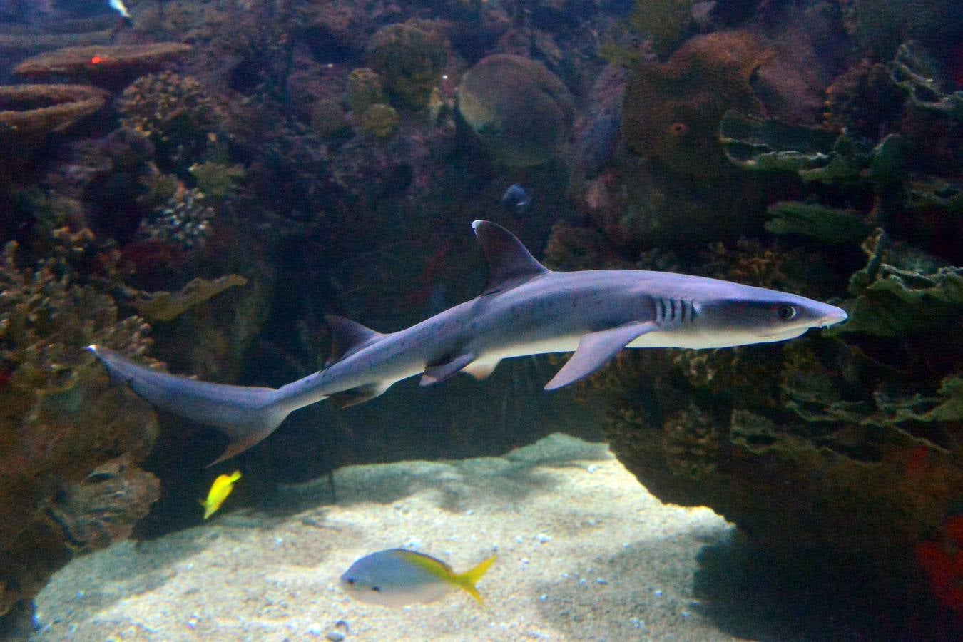 El Acuario de la UMU descubre datos de la biología de corales y tiburones, amenazados por la sobrepesca y el cambio climático, con un seguimiento continuo en sus tanques