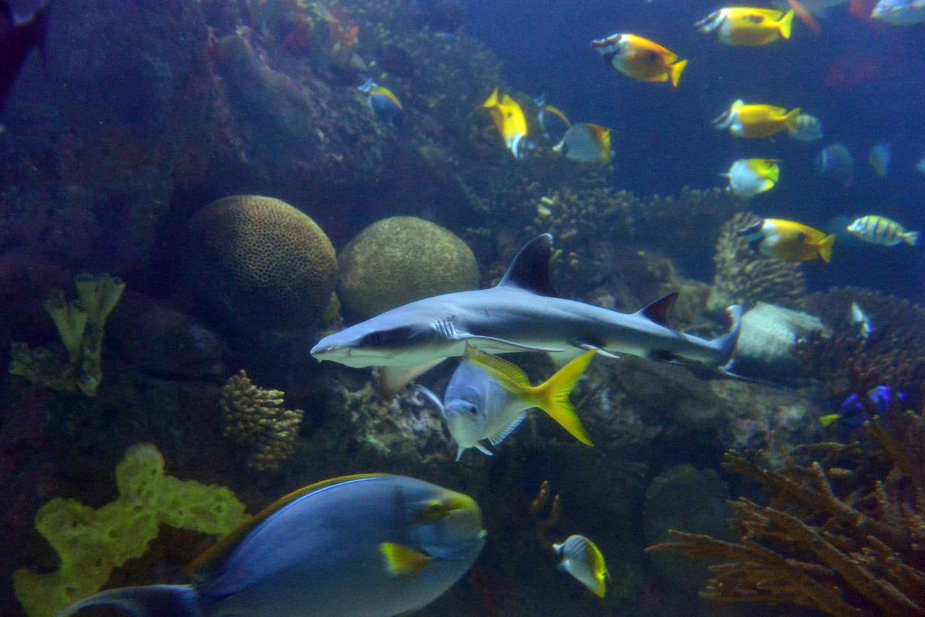 El Acuario de la UMU descubre datos de la biología de corales y tiburones, amenazados por la sobrepesca y el cambio climático, con un seguimiento continuo en sus tanques
