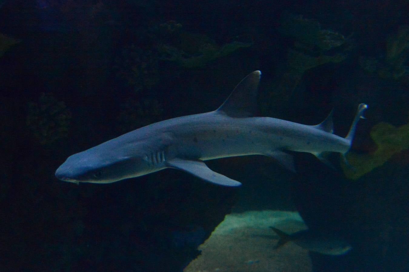 El Acuario de la UMU descubre datos de la biología de corales y tiburones, amenazados por la sobrepesca y el cambio climático, con un seguimiento continuo en sus tanques