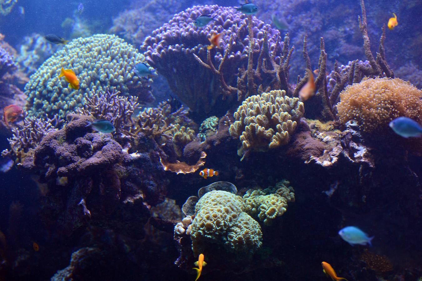 El Acuario de la UMU descubre datos de la biología de corales y tiburones, amenazados por la sobrepesca y el cambio climático, con un seguimiento continuo en sus tanques