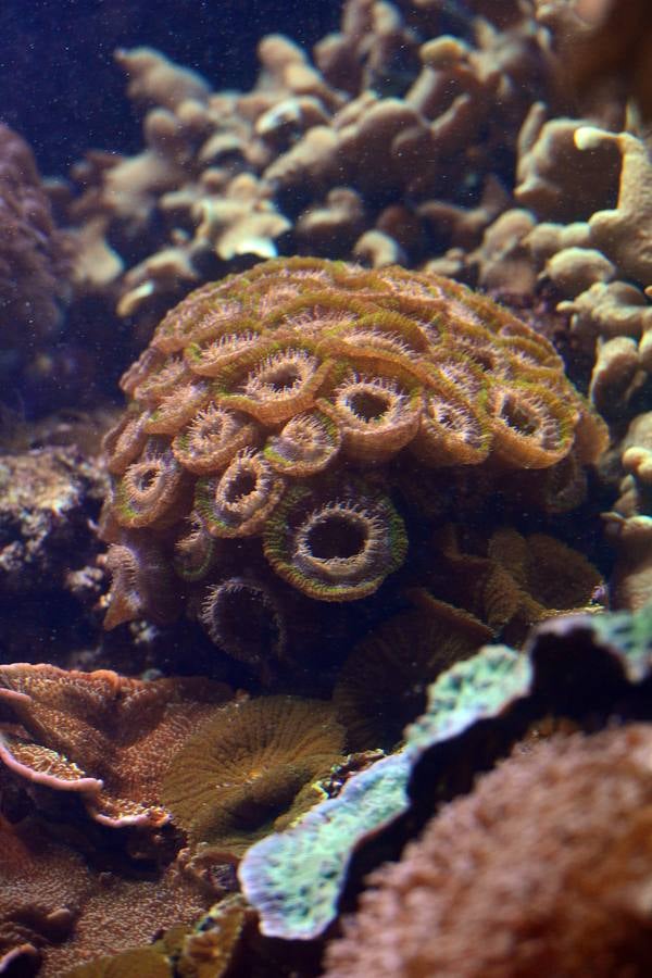 El Acuario de la UMU descubre datos de la biología de corales y tiburones, amenazados por la sobrepesca y el cambio climático, con un seguimiento continuo en sus tanques