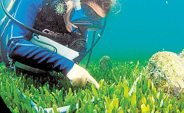 Nacras en los fondos del Mar Menor. La fotografía es de archivo. 