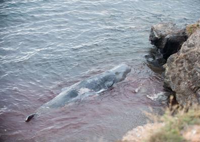 Imagen secundaria 1 - Cachalote que apareció muerto el 27 de febrero pasado en las costas de Cabo de Palos. A la derecha, contenido plástico que tenía en su interior y le causó la muerte.