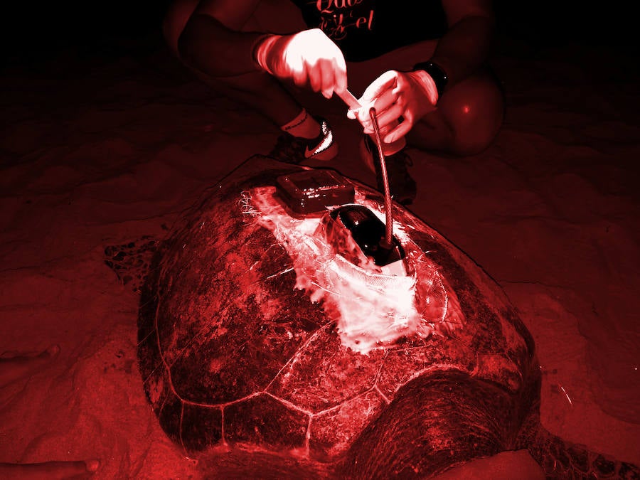 Un ejemplar de 'Caretta caretta' intenta depositar sus huevos en Cala Capitán (Orihuela)