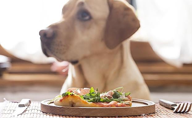 10 alimentos sanos para ti, pero tóxicos para tu perro