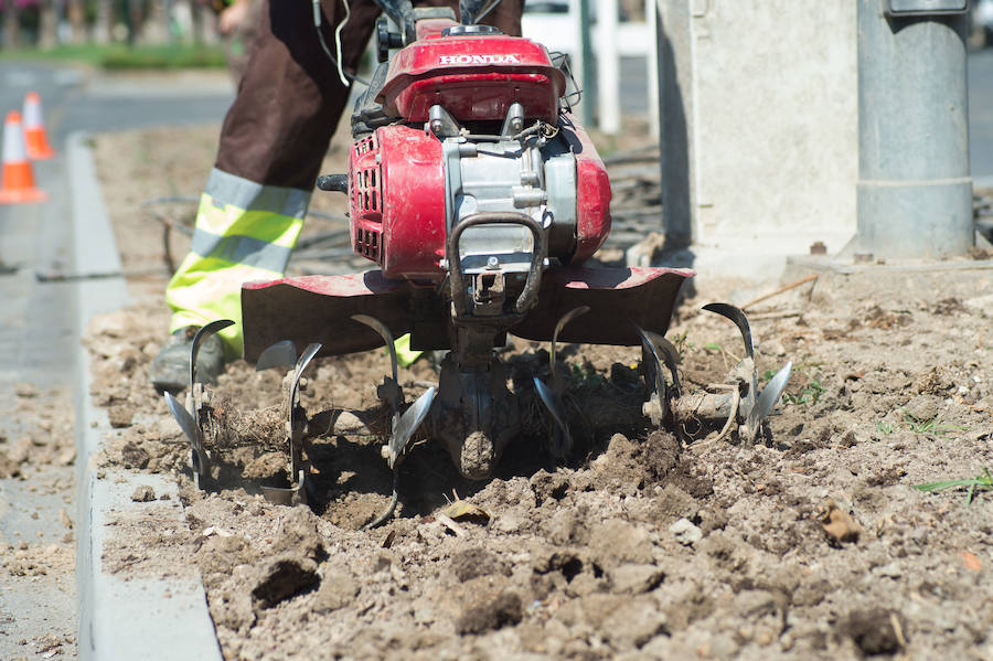 Medio centenar operarios de jardinería plantan hasta finales de agosto en Murcia más de 70.000 flores para la Feria de Septiembre en el jardín del Malecón.
