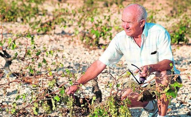 Paco Herrero muestra los daños en su viñedo por la tormenta, en Torre del Rico (Jumilla).