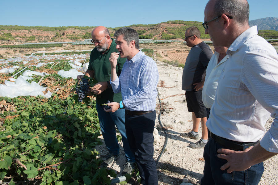 El consejero murciano de Agua, Agricultura, Ganadería y Pesca, Miguel Ángel del Amor, visita en Aledo la zona de parrales de uva de mesa dañados por las recientes tormentas de granizo.