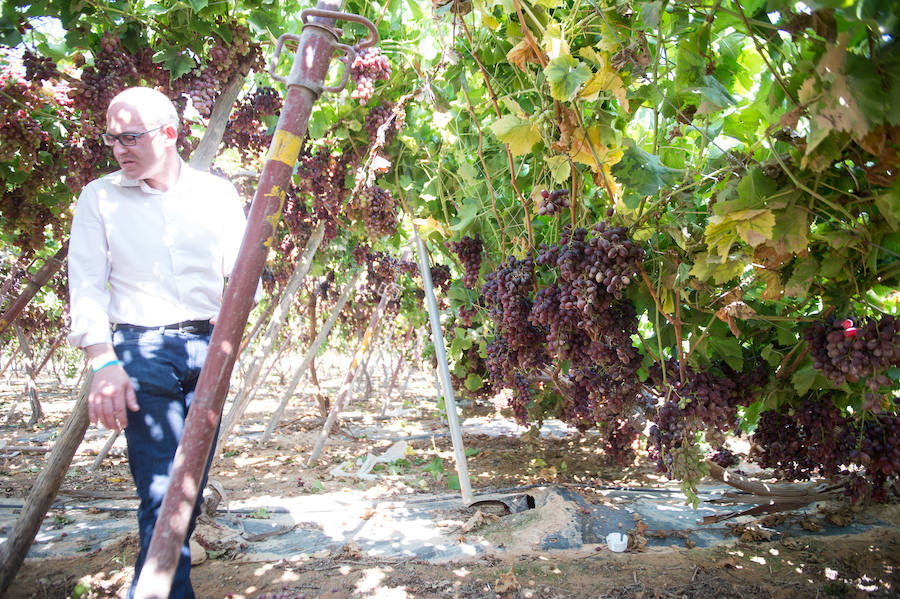 El consejero murciano de Agua, Agricultura, Ganadería y Pesca, Miguel Ángel del Amor, visita en Aledo la zona de parrales de uva de mesa dañados por las recientes tormentas de granizo.