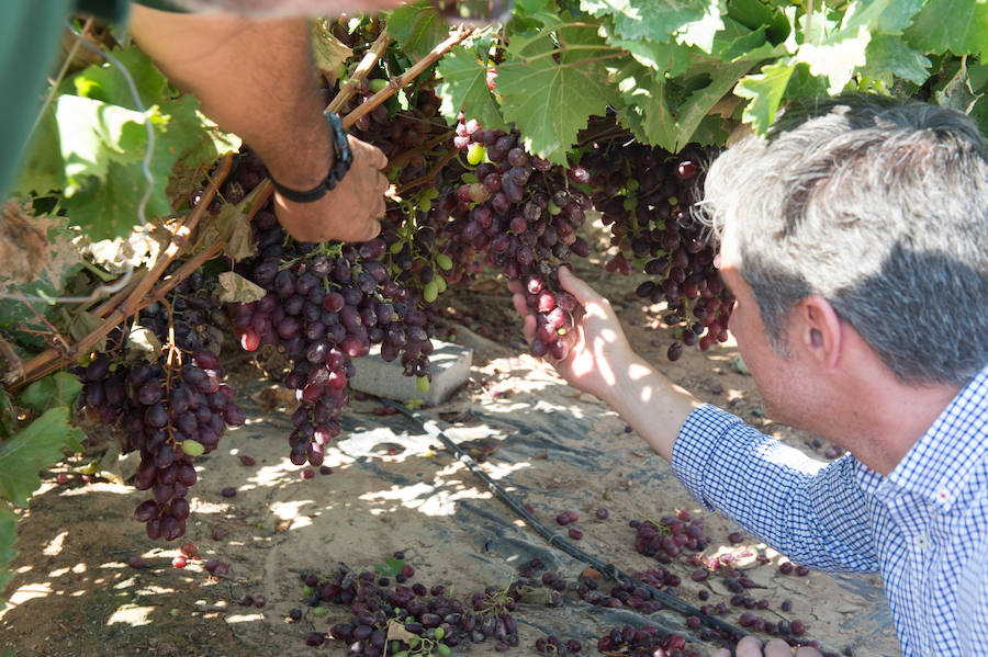 El consejero murciano de Agua, Agricultura, Ganadería y Pesca, Miguel Ángel del Amor, visita en Aledo la zona de parrales de uva de mesa dañados por las recientes tormentas de granizo.