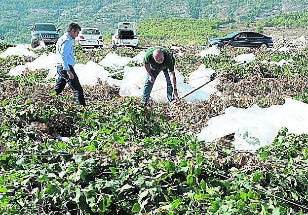 El consejero Del Amor y un técnico inspeccionan los daños causados por la tromba de la pasada semana en un parral de Aledo.