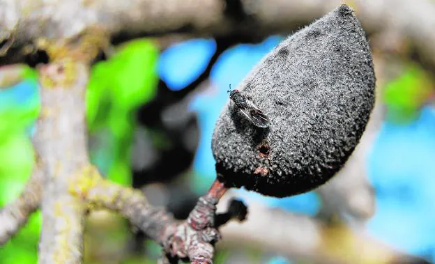 Ejemplar de avispilla sobre una almendra en el árbol. 