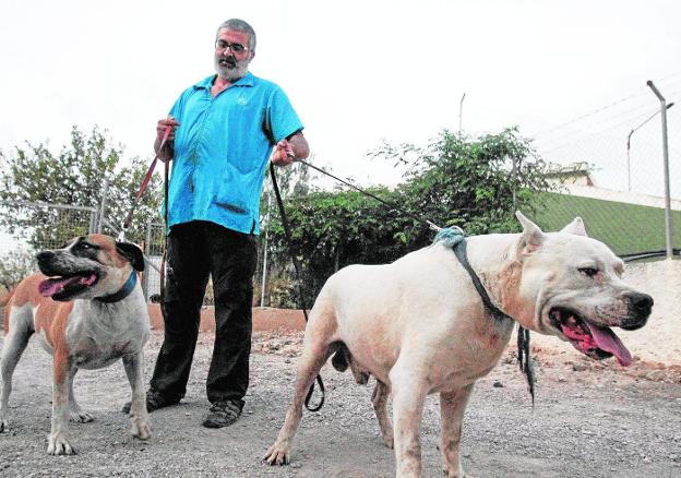 El veterinario Juan Carlos Izquierdo, de Torre Pacheco, con dos de sus perros; un dogo argentino y un presa canario. 