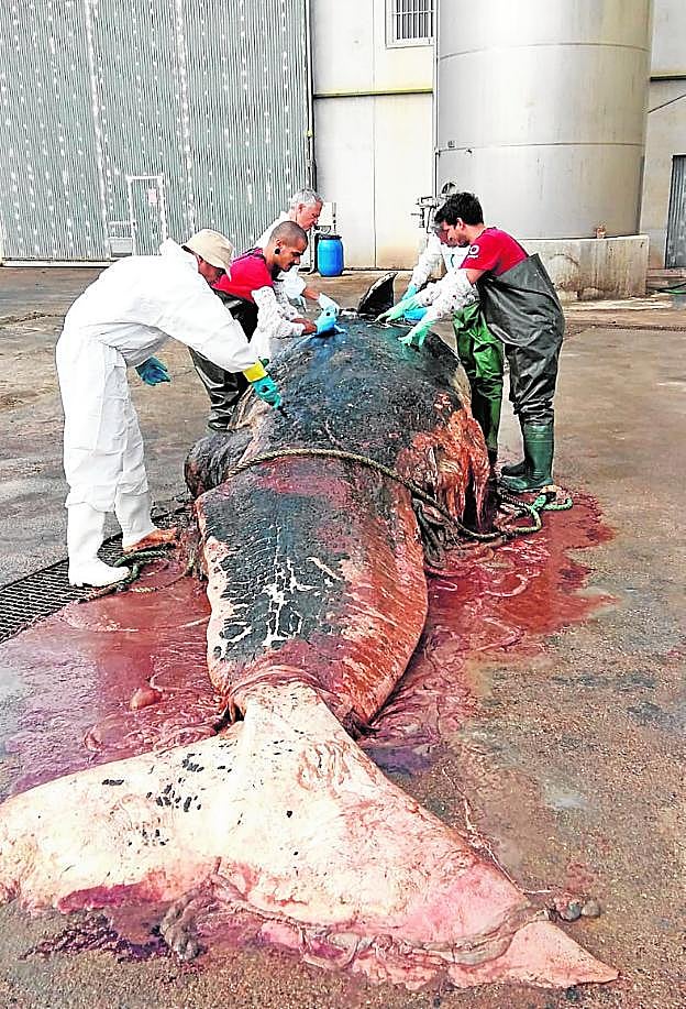 Técnicos de Medio Ambiente practican una necropsia al cachalote encontrado la semana pasada en aguas de Cartagena.