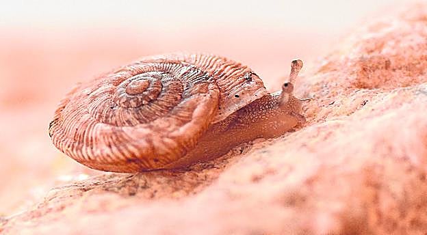 Molusco terrestre amenazado, 'Xerocrassa barceloi'. 