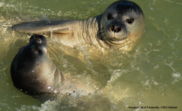 Dos ejemplares subadultos de foca monje.