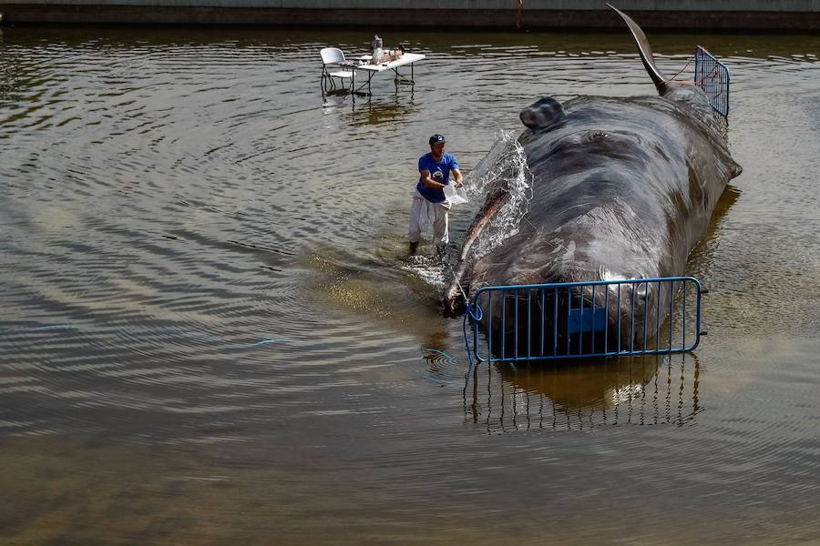 El sábado 15 de agosto apareció en el río madrileño una escultura de este mamífero marino de grandes dimensiones, con el objetivo de denunciar la degradación de los oceános y promover la importancia de cuidar del medio ambiente.