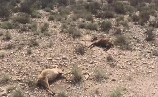 Investigan la aparición de unas veinte ovejas muertas en Los Carrillos