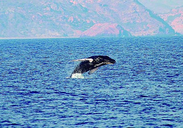 La ballena jorobada o yubarta que el pasado mes de agosto fue vista durante tres días en aguas regionales, frente a las costas de Cabo Tiñoso. 