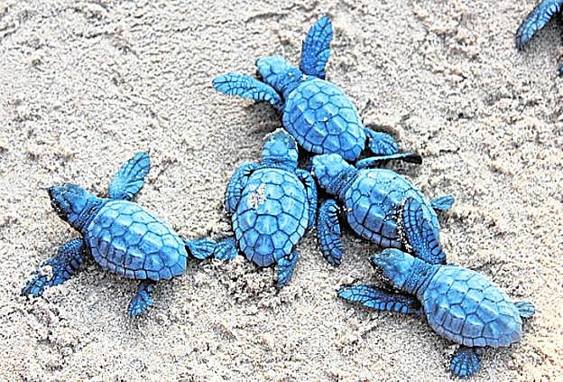 Neonatos de un nido de Torrevieja, en 2015. 